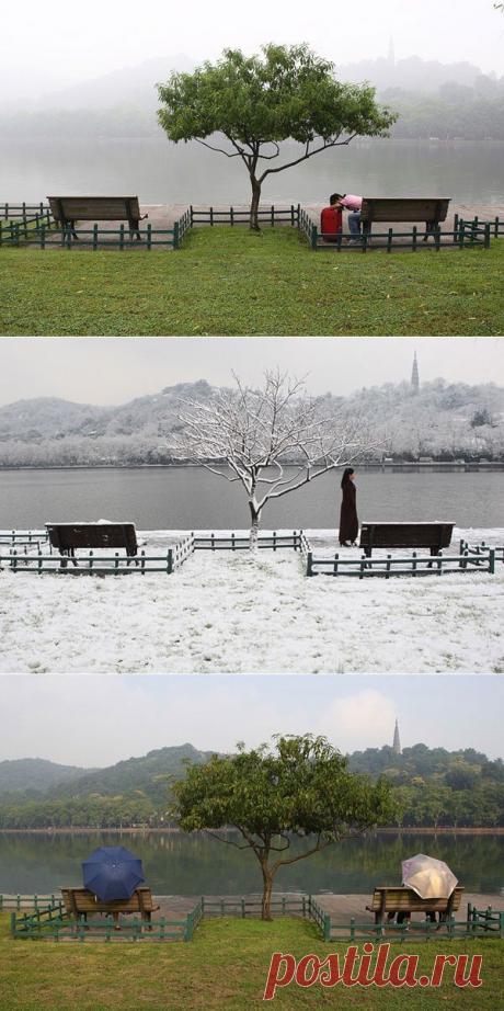 Жизнь дерева возле озера Сиху. Сиху — знаменитое пресноводное озеро в центре города субпровинциального значения Ханчжоу провинции Чжэцзян Китайской народной республики.