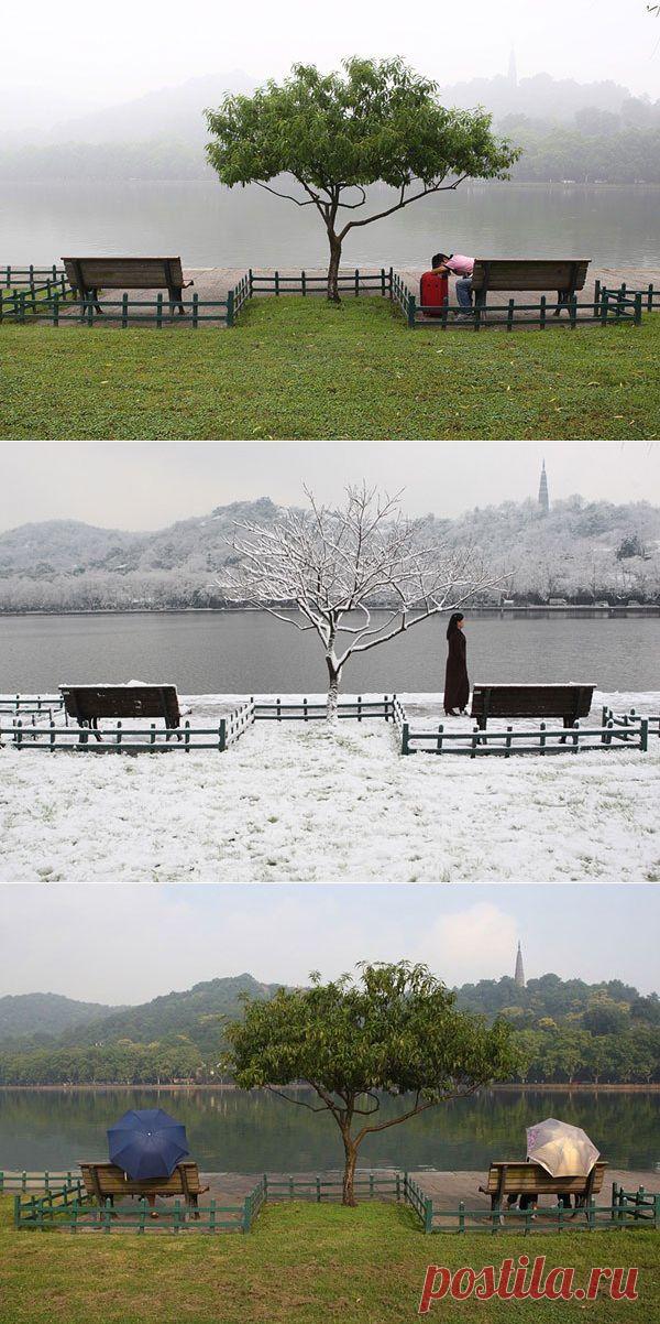 Жизнь дерева возле озера Сиху. Сиху — знаменитое пресноводное озеро в центре города субпровинциального значения Ханчжоу провинции Чжэцзян Китайской народной республики.