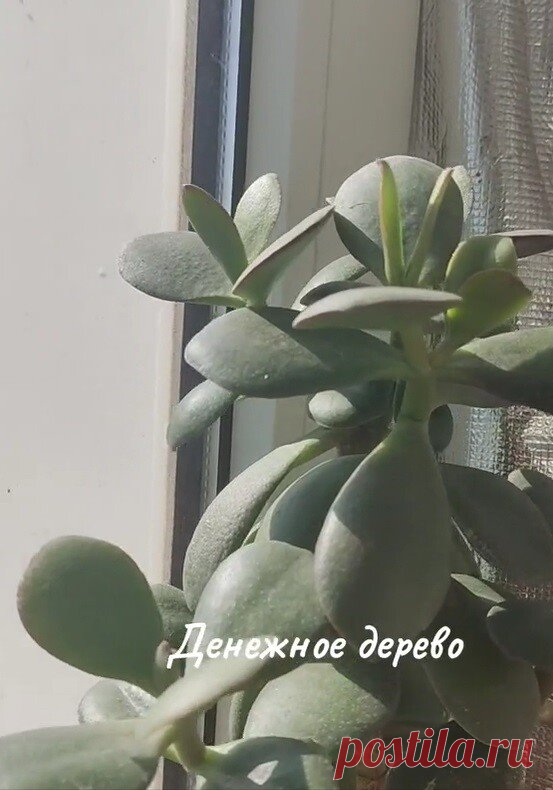 Растения, которые очищают воздух
Фиторемедиация
Добавление комнатных растений в свой дом – это отличный способ улучшить качество воздуха.

 Они не только удаляют токсины из воздуха, но и могут повысить уровень влажности и добавить красок и жизни вашему дому.