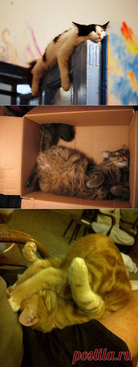 ФотоТелеграф  &amp;raquo; Коты, познавшие науку сна