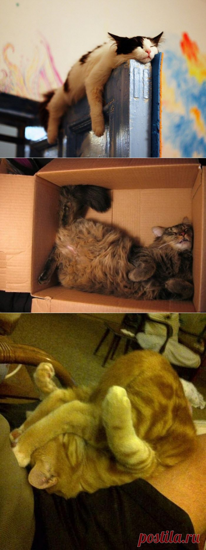 ФотоТелеграф  &raquo; Коты, познавшие науку сна