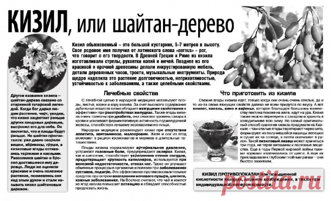 Кизил или шайтан-дерево