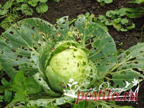 Использование горячей воды против слизней Услышала от садоводов о безвредных…