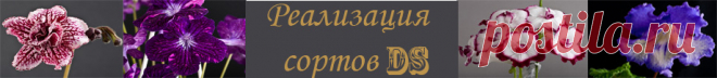 Dimetris.ru — Каталоги комнатных растений частных коллекционеров