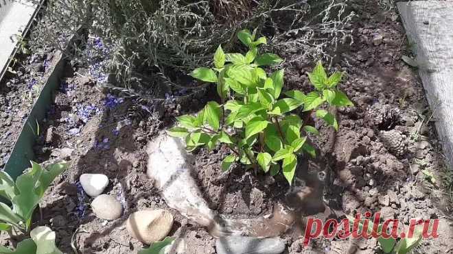 Уход за гортензией весной_ Что делать для пышного и яркого цветения гортензии
