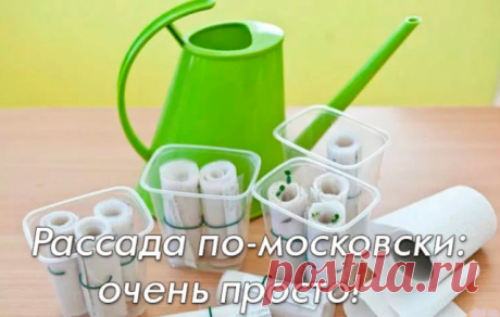 Рассада по-московски: очень просто!

Если у вас возникают проблемы с размещением рассады на подоконнике, попробуйте посеять часть семян в бумажные рулоны. По-другому этот способ посева называют самокруткой или рассадой по-московски.

Метод самокрутки: что посеять?

Методом самокрутки можно сеять почти любые культуры: томаты, перцы, баклажаны, огурцы, лук, капусту, цветочную рассаду. Одно из достоинств способа — сеянцы не болеют черной ножкой, так как не соприкасаются с поч...
