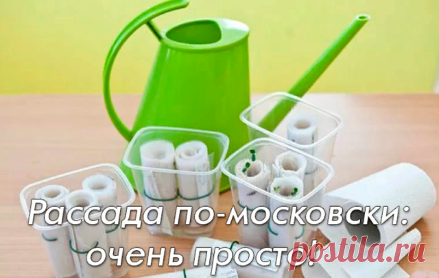 Рассада по-московски: очень просто!

Если у вас возникают проблемы с размещением рассады на подоконнике, попробуйте посеять часть семян в бумажные рулоны. По-другому этот способ посева называют самокруткой или рассадой по-московски.

Метод самокрутки: что посеять?

Методом самокрутки можно сеять почти любые культуры: томаты, перцы, баклажаны, огурцы, лук, капусту, цветочную рассаду. Одно из достоинств способа — сеянцы не болеют черной ножкой, так как не соприкасаются с поч...
