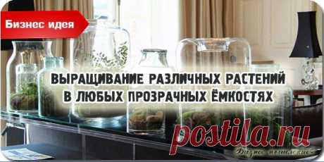 Бизнес идея: выращивание различных рас емкостях / Сферический бизнес