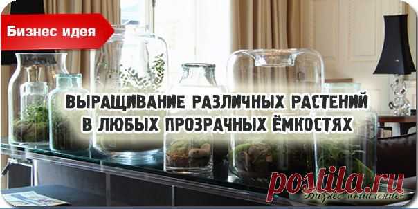 Бизнес идея: выращивание различных рас емкостях / Сферический бизнес