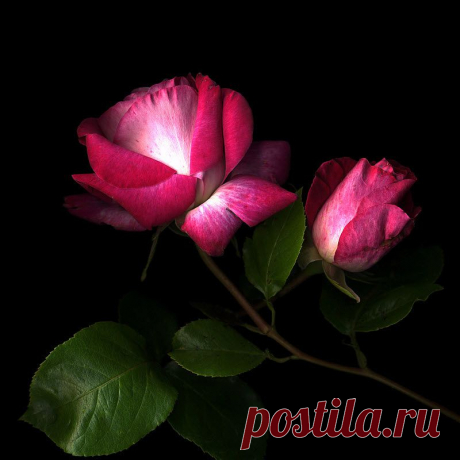 КРАСОТА НА ЧЕРНОМ БАРХОТЕ.