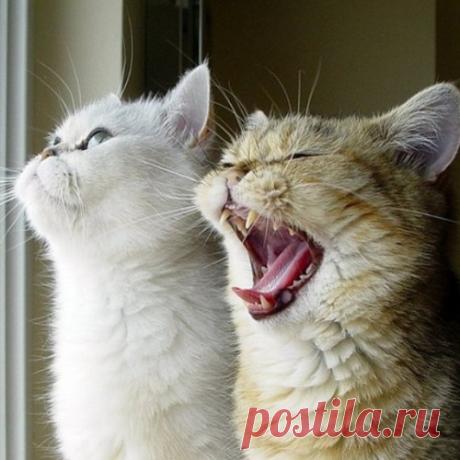 О чем мурлычет кот: кошачий словарь
