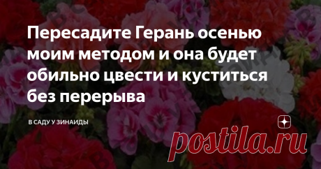 Пересадите Герань осенью моим методом и она будет обильно цвести и куститься без перерыва Известно это растение всем еще с детства! Украшало оно окна практически всех квартир во времена Союза. Герань и сейчас радует многих при цветении. Но помимо эстетического наслаждения, это растение обладает еще и полезными качествами.
Фото из поисковой системы Яндекс
Эфирные масла, выделяют его листьями, способствуют хорошему самочувствию. А вот как заботиться о растении, чтобы оно хорошо