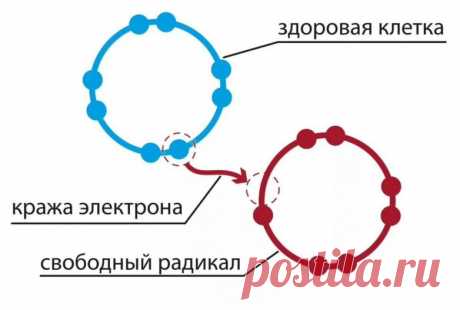 Свободные радикалы, попадающие в человеческий организм из внешней среды, негативно влияют на него. Скапливаясь в определенном количестве, они провоцируют развитие окислительного стресса, приводящего к разрушению липидов, белков и других полезных элементов.