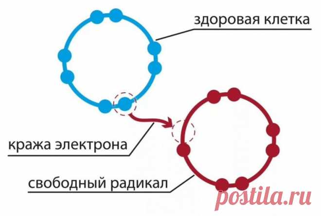 Свободные радикалы, попадающие в человеческий организм из внешней среды, негативно влияют на него. Скапливаясь в определенном количестве, они провоцируют развитие окислительного стресса, приводящего к разрушению липидов, белков и других полезных элементов.