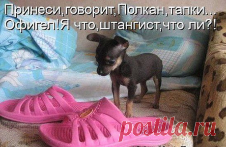 Хозяин написал на калитке:
&quot;НЕ ВХОДИТЬ, ЗЛАЯ СОБАКА!&quot;
Сосед-шутник приписал:
&quot;БЕЗЗУБАЯ.&quot;
Хозяин дописал:
&quot;ЗАСАСЫВАЕТ НАСМЕРТЬ!&quot;