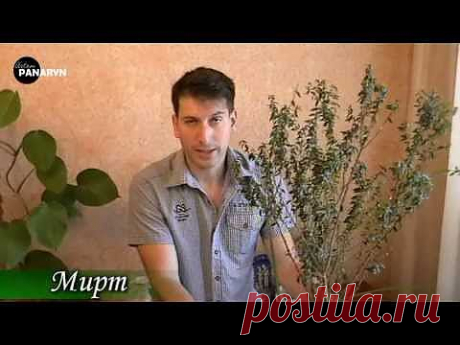 Растение мирт-народные средства применение и лечение |