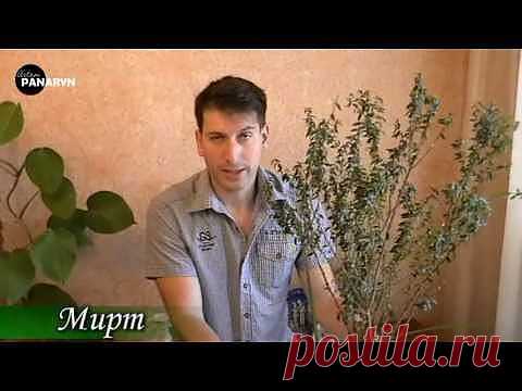 Растение мирт-народные средства применение и лечение |