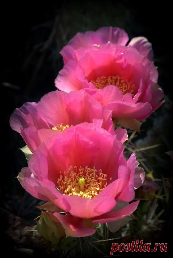 Opuntia Cactus