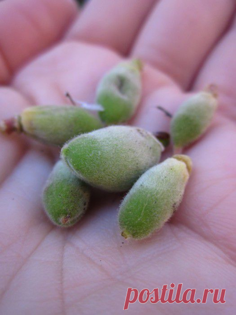 Почему опадает завязь абрикоса?
Дневник Елена-надежда