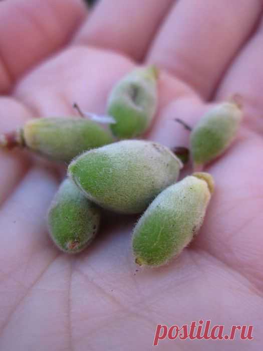 Почему опадает завязь абрикоса?
Дневник Елена-надежда