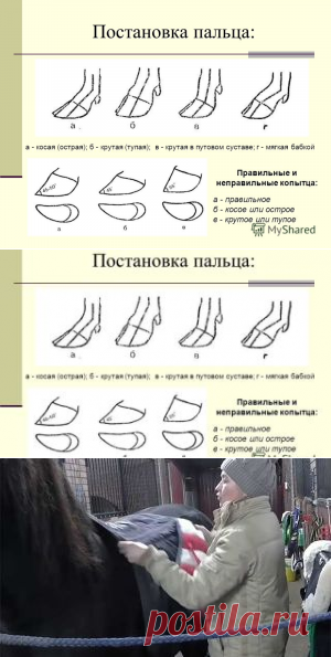 Ошибки обрезки копыт у коров - как ухаживать за копытцами