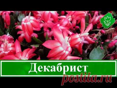 Уход за декабристом в домашних условиях