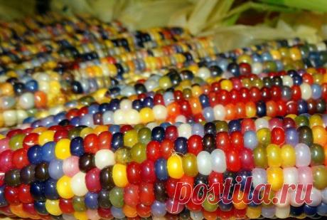 Самая необычная кукуруза в мире : НОВОСТИ В ФОТОГРАФИЯХ