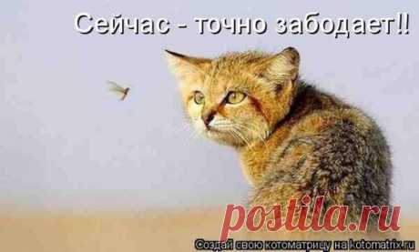 Суперподборка животных мыслей вслух