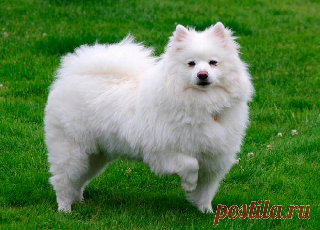 Американский шпиц (американская эскимосская собака): описаниие породы