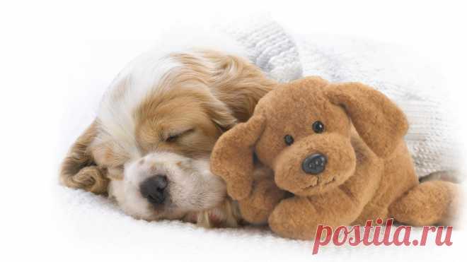 Спящий щеночек и мягкая игрушка обои 1920x1080.
