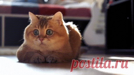 ЖИВЫЕ ФОТОГРАФИИ. AMAZING GIF – Google+