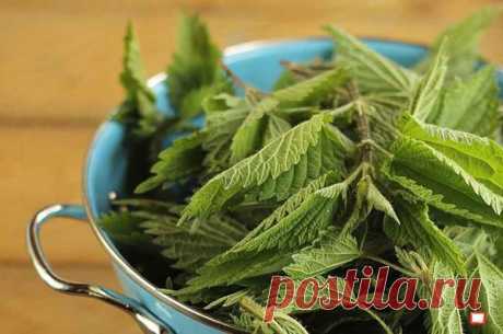 Подкормка и опрыскивание крапивой | Твоя Дача | Яндекс Дзен