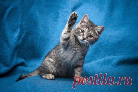 Прикольных котов пост - ЯПлакалъ