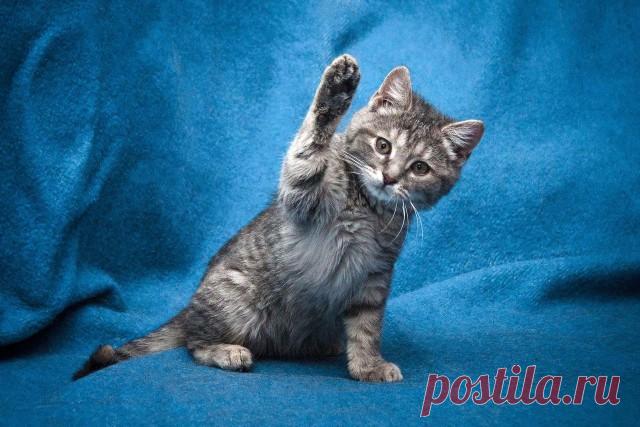 Прикольных котов пост - ЯПлакалъ