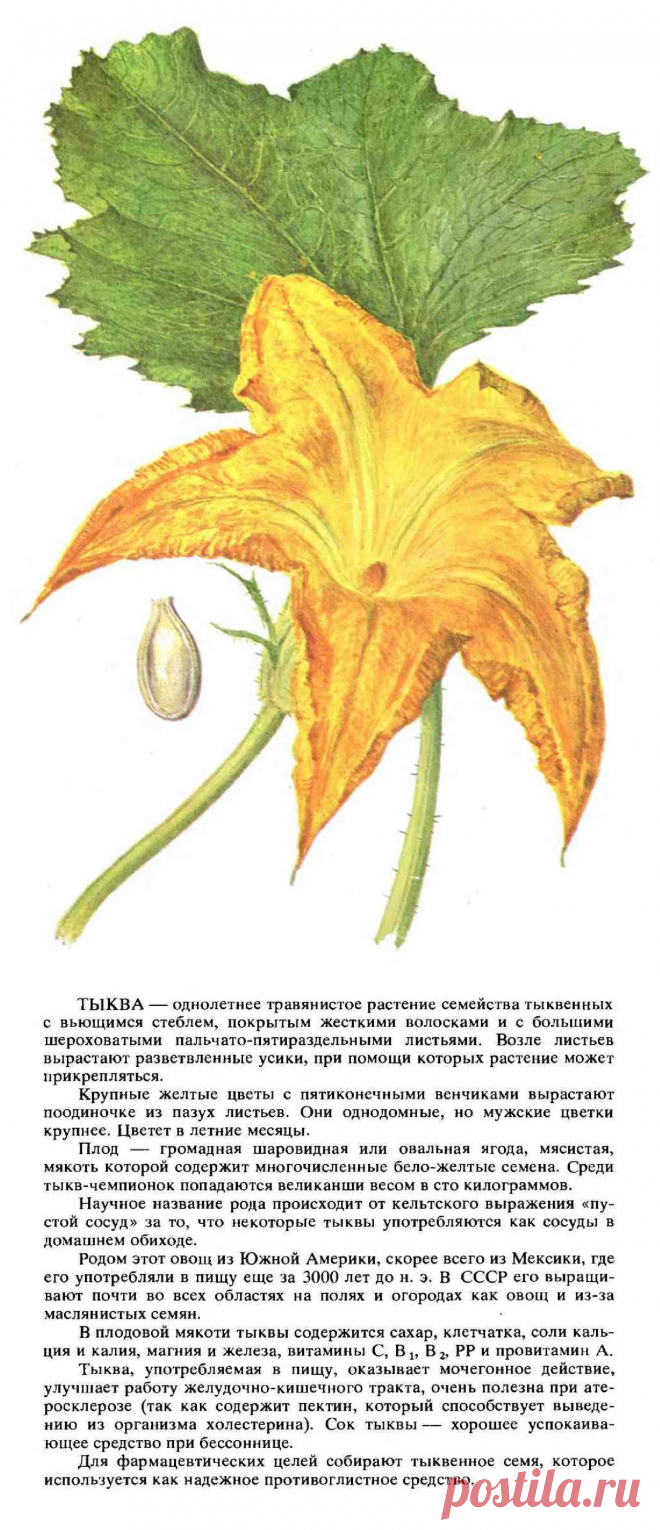 Тыква