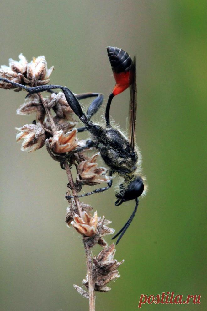 Оса- аммофила.Беспощадна к гусеницам, которых готовит про запас для своих личинок.