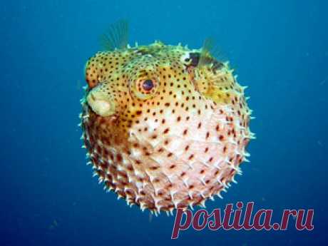 Подводный мир, обои для рабочего стола на Desktopwallpapers.ru, страница 3 из 24