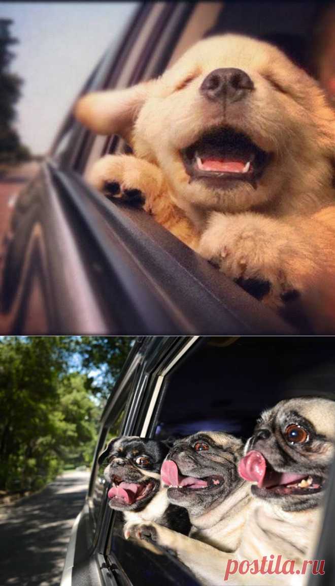 Собачий позитив!