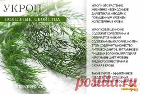 Укроп полезные свойства