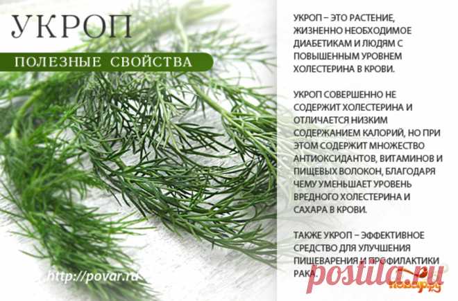 Укроп полезные свойства