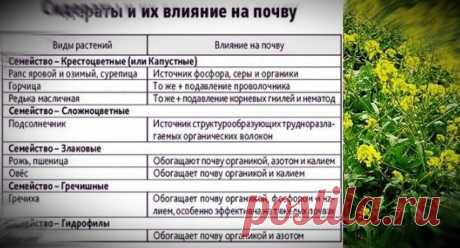 &quot;Забыла что такое Сорняк на своем огороде, народная подкормка после которой пропадут одуванчики, пырей, лопух.&quot; Личный опыт. | Десять соток | Яндекс Дзен