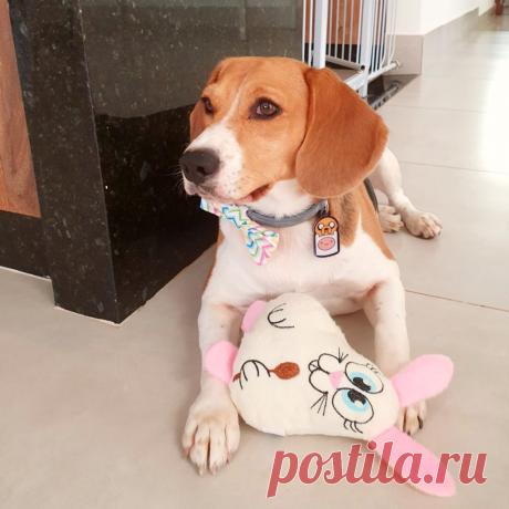 Tudo Sobre o Cão Beagle