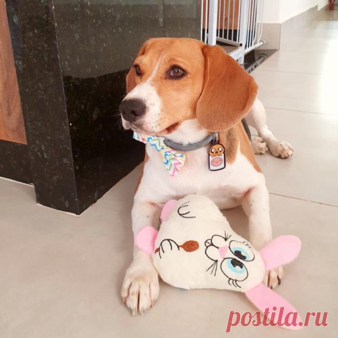 Tudo Sobre o Cão Beagle