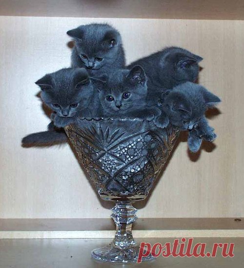 Ваза для котобукета)