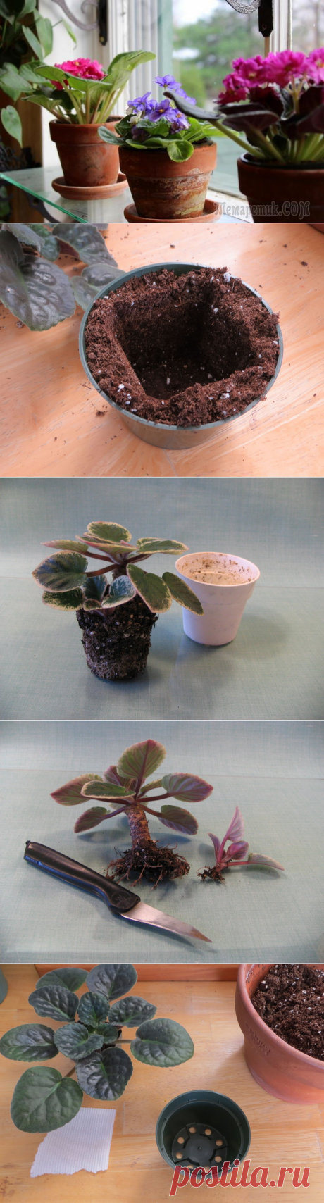 Пересадка фиалки