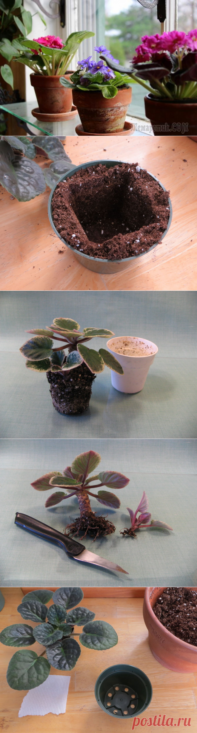 Пересадка фиалки
