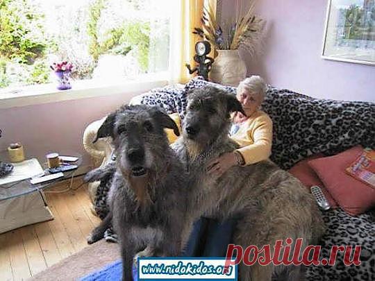 4. Шотландский Дирхаунд
Gпорода охотничьих борзых собак для травли — безружейной охоты на оленей. Лучше других собак приспособлена для того, чтобы догнать и убить красного оленя.
Рост кобеля от 76 сантиметров, вес 45-50 килограммов.