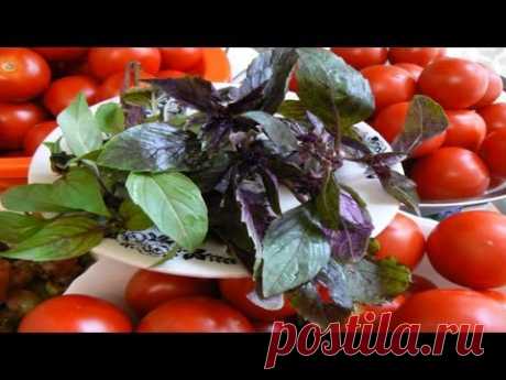 МАРИНОВАННЫЕ ПОМИДОРЫ С БАЗИЛИКОМ