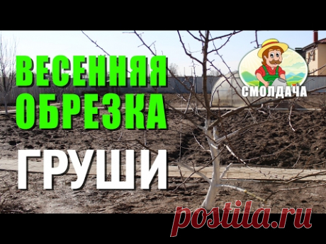 Обрезка груши: сроки, фронт работ, уход за грушей после обрезки