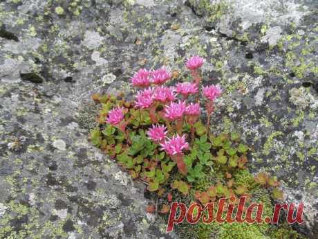 Разноцветные «глаза» Теберды – экспедиция в озерный край | Русское географическое общество